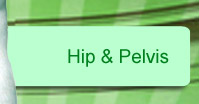 hip_and_pelvis