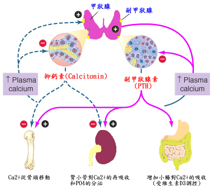 甲狀腺 嘉義長庚一般外科