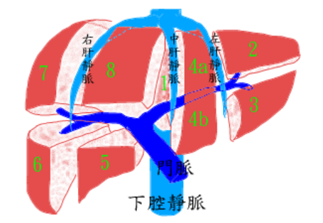 肝臟 嘉義長庚一般外科