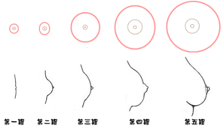 萝莉裸青春期女孩的乳房发育 