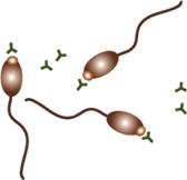 Autoimmune Response to Sperm Antigen