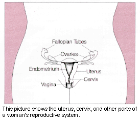 Diagram of uterus, cervix, and other parts of a woman's reproductive system